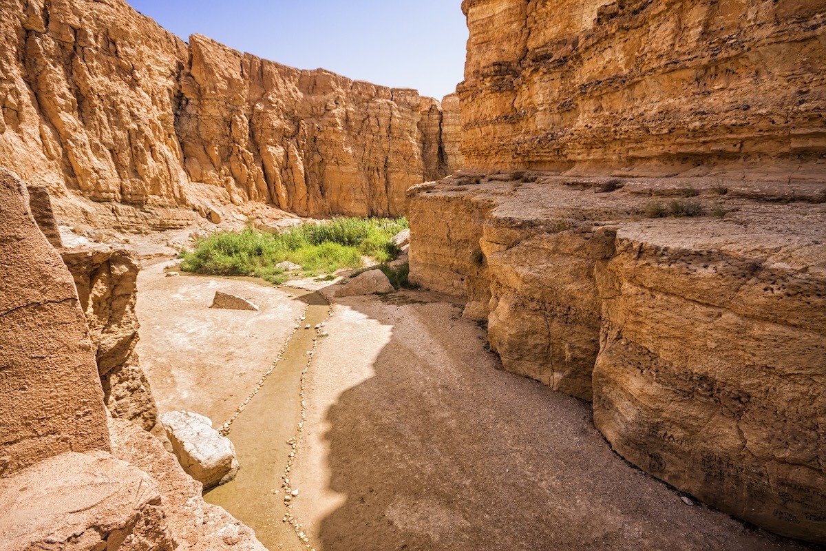 tamerza2-saharansky